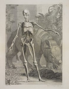 Squelette et rhinocéros, Tables du squelette et des muscles du corps humain, par Bernhard Siegfried Albinus - Charles the Elder Grignion