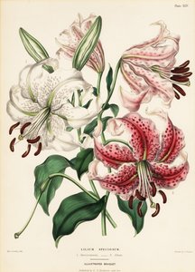 Variétés de lys japonais, Lilium speciosum