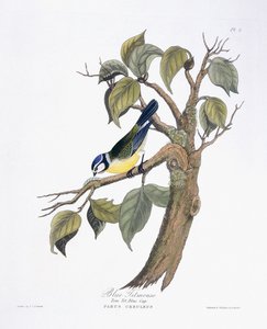 Mésange bleue - Charlotte L. E. Perrott