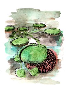 Nénuphars