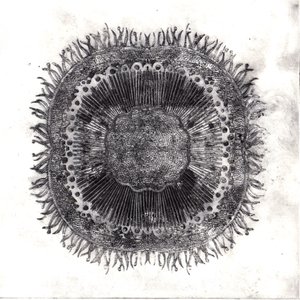 Cellules végétales, 2019