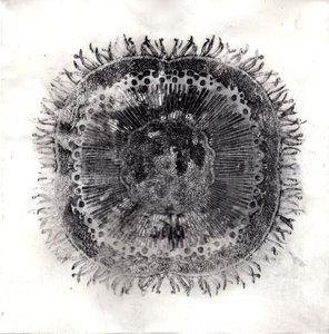 Cellules végétales, 2019