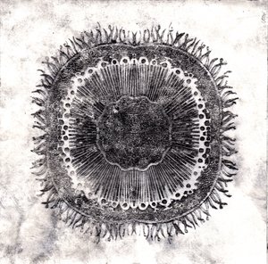 Cellules végétales, 2019