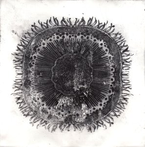Cellules végétales, 2019