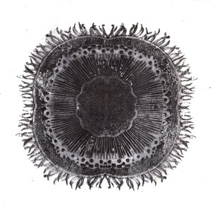 Cellules végétales, 2019