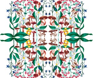 Plantes Sauvages