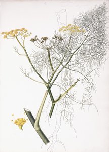 Étude Botanique, 1822-1845