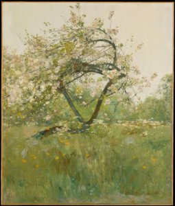 Fleurs de pêcher—Villiers-le-Bel