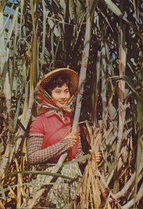 Taïwan : Canne à sucre