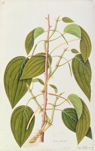Feuille de bétel, de Cinquante-cinq dessins de plantes médicinales de Malacca, Volume 1, c.1805-18