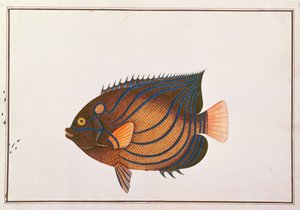 Poisson-ange à anneaux bleus, des dessins de poissons de Malacca, c.1805-18