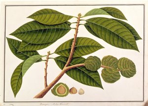 Brangam ou Châtaigne malaise, de Dessins de Plantes de Malacca, c.1805-18