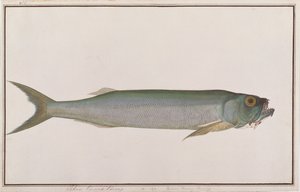 Dorab loup-hareng, de dessins de poissons de Malacca, c.1805-18 - Chinese School
