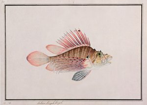 Eekan Linqah Singah, de dessins de poissons de Malacca, c.1805-18