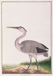 Héron cendré, de Dessins d
