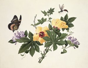 Hibiscus et papillon