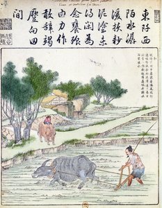 Culture du riz en Chine