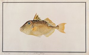 Baliste étoilé, de dessins de poissons de Malacca, c.1805-18 - Chinese School