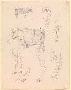Vaches