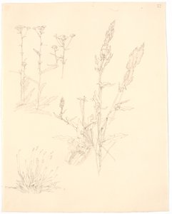 Études de plantes