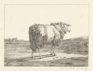 Mouton dans un paysage