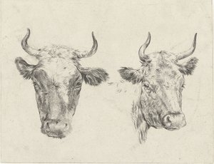 Deux têtes de vaches