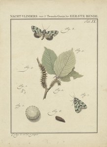 Papillons de nuit