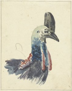 Tête du casoar