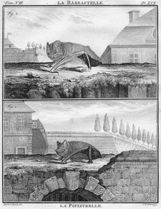 La Barbastelle & La Pipistrelle, vers 1763