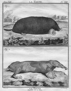 La Taupe & La Taupe Dépouillée de sa Peau, vers 1763 - Christian Friedrich Fritzsch