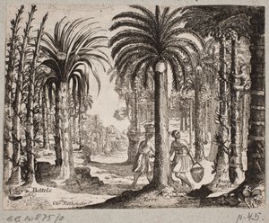 Bosquet de palmiers à bétel - Christian Rothgiesser