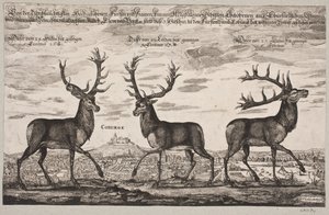 Trois cerfs abattus à Cobourg