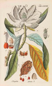 Botanisches Handbuch, 1808