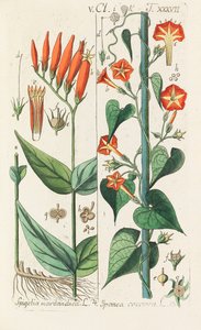 Manuel botanique, 1808