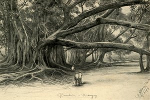 Arbres géants à Buitenzorg, Java, 1898