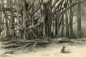 Arbres géants à Buitenzorg, Java