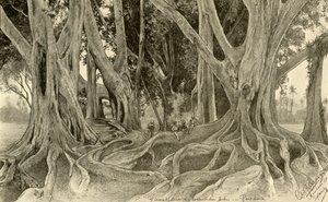 Arbres géants dans les jardins botaniques, Peradeniya, Kandy, Ceylan, 1898