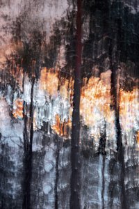 Lumière de la forêt (résumé)