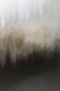 Résumé : Sérénité forestière - Christina Sillen