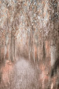 Sentier forestier d