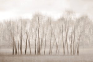 Des arbres dénudés, légèrement flous - Christina Sillen