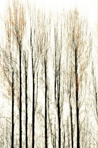 Les limites floues de la forêt - Christina Sillen