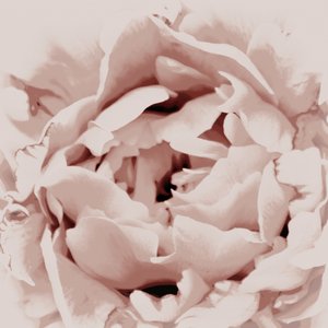 Pivoine rose pâle - Christina Sillen