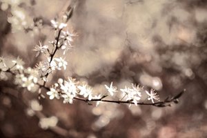 Fleurs délicates sur une branche - Christina Sillen