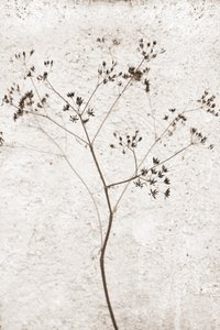 Plante séchée délicate - Christina Sillen