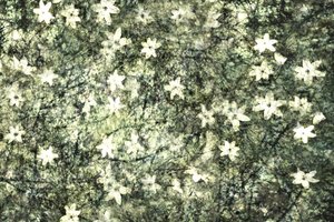 Fleurs délicates du jardin - Christina Sillen