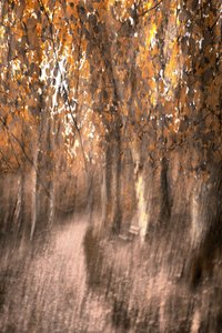 Un sentier de forêt automnal qui fait rêver - Christina Sillen