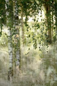 Une forêt de bouleaux de rêve