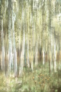 Une forêt de bouleaux de rêve