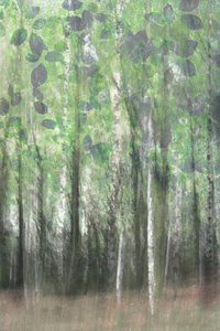 Les bois de bouleaux enchanteurs